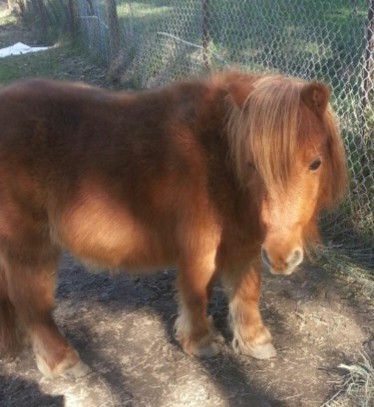 Gingernuts