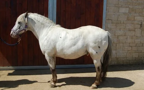 obese-horse