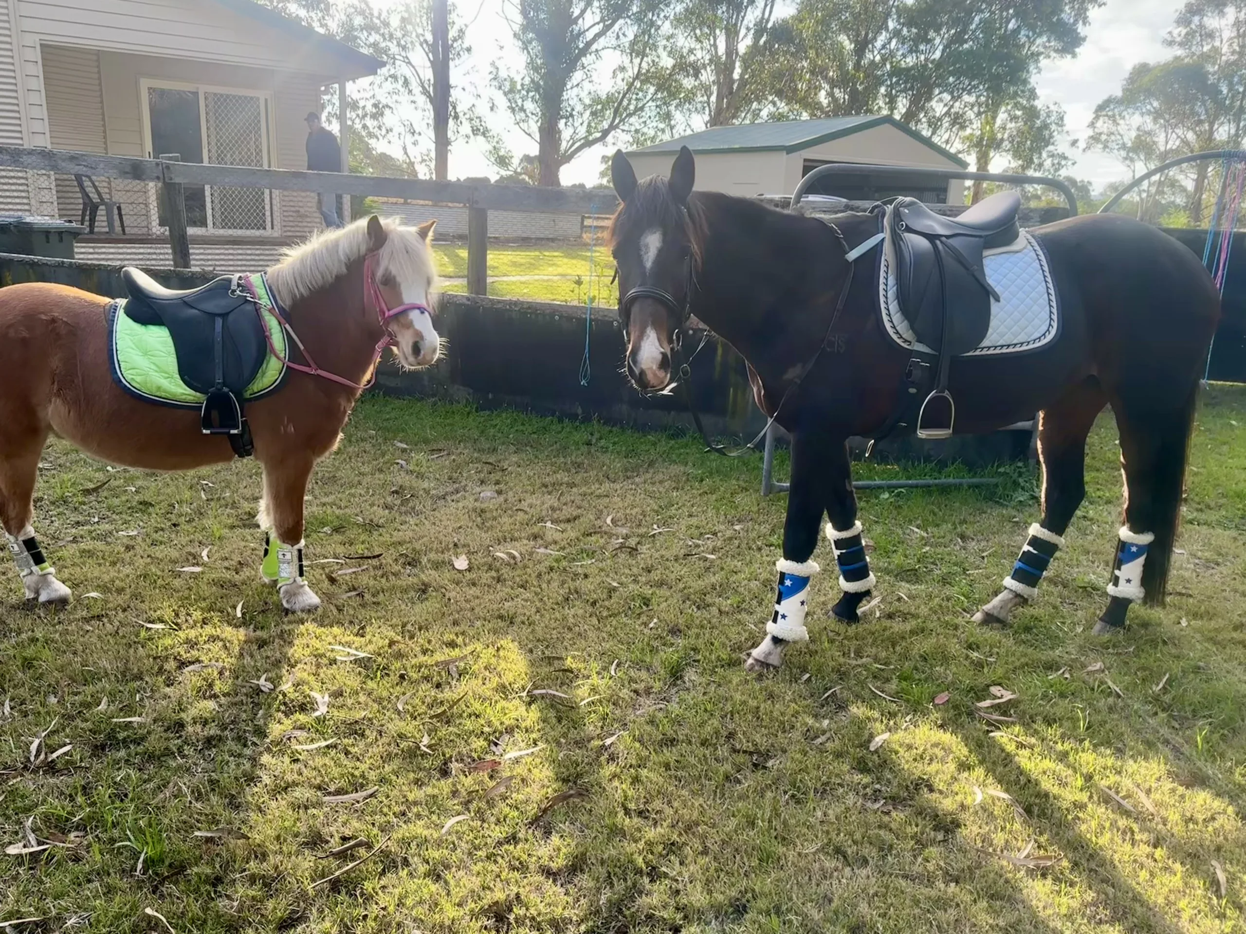 240815 Mia And Friend Molly Mule