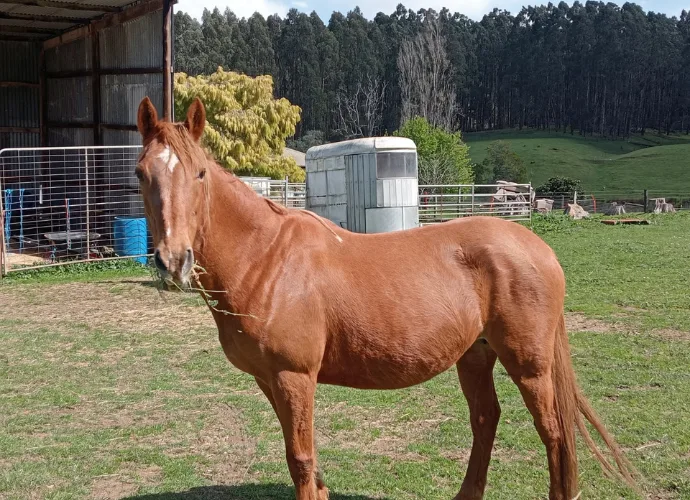 Yarra Xena