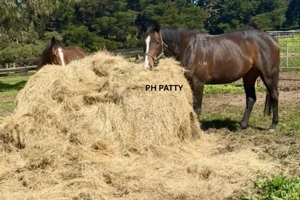 PH PATTY Patty