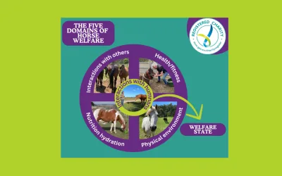 Equine Welfare Reforms -Comprensive Overview