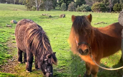 Fuzzy & Mack